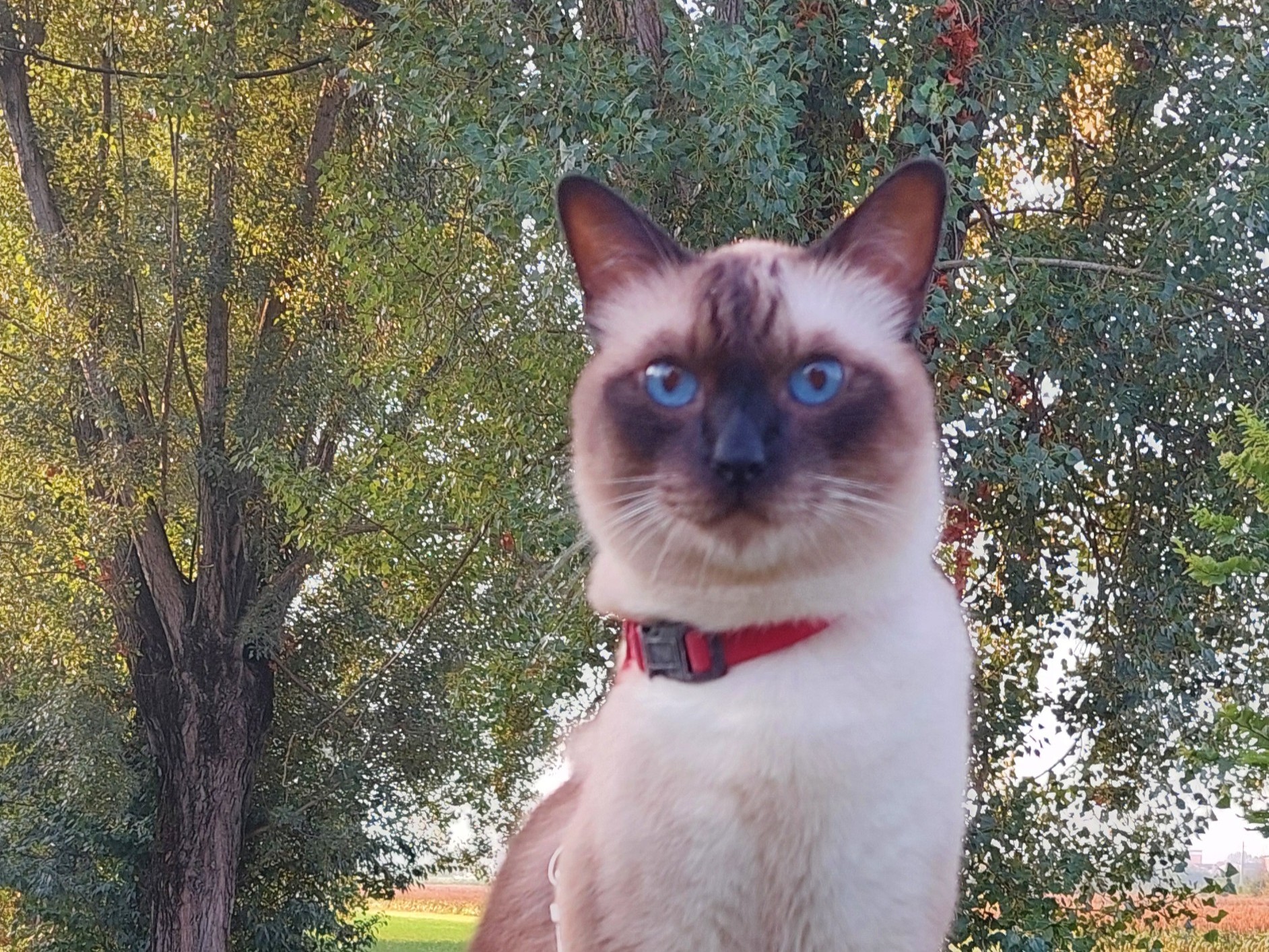 ORSON DEI THAI DI RAMA